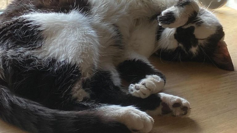 Yes, God of War Sons Of Sparta Dev Takes Its Name From A Real, Adorable Cat